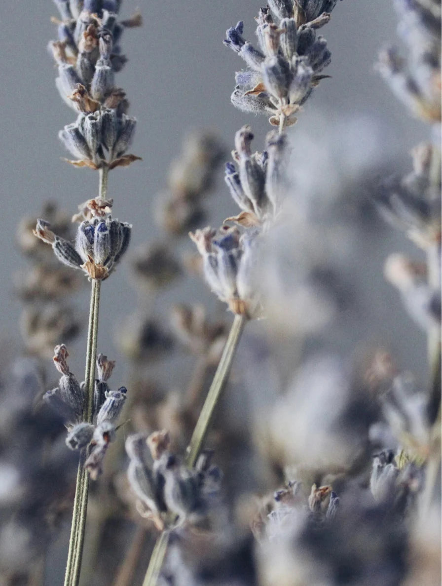 Soy Wax Candle Lavender