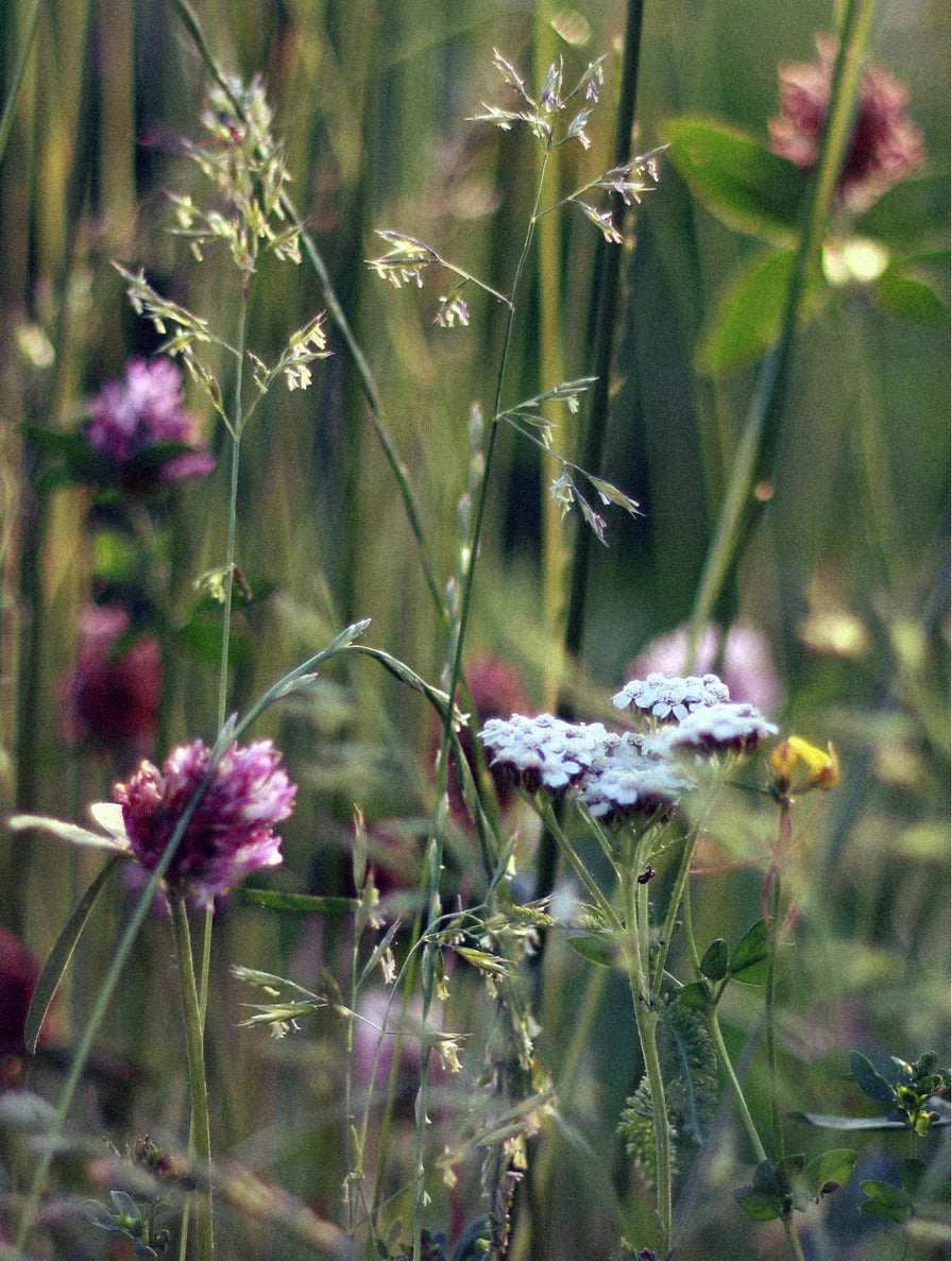 Soy Wax Candle Wild Flower